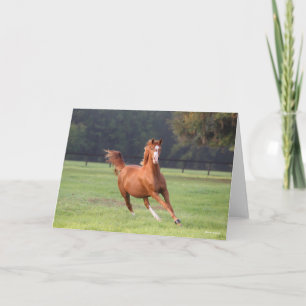 Bob Langrish   Kastanie Oldenburg Running Karte