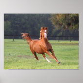 Bob Langrish | Kastanie Oldenburg Running Poster (Vorne)