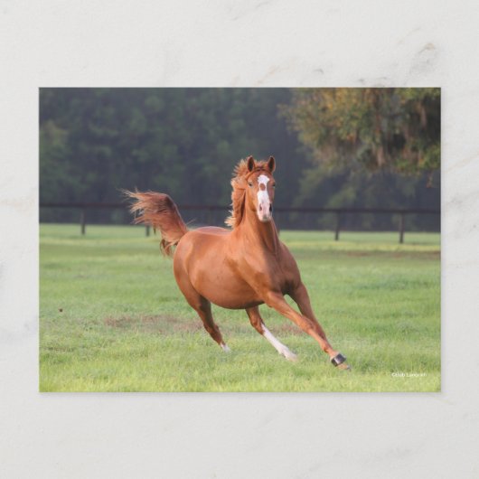 Bob Langrish | Kastanie Oldenburg Running Postkarte (Vorderseite)