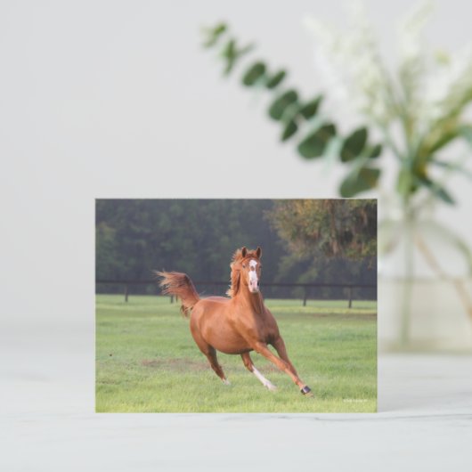 Bob Langrish | Kastanie Oldenburg Running Postkarte (Stehend Vorderseite)