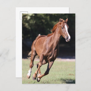 Bob Langrish   Kastanie Tennessee Walker Running Postkarte
