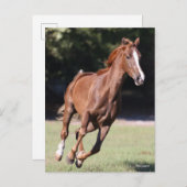 Bob Langrish | Kastanie Tennessee Walker Running Postkarte (Vorne/Hinten)