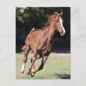 Bob Langrish | Kastanie Tennessee Walker Running Postkarte (Vorderseite)