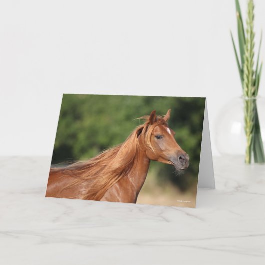 Bob Langrish | Kastanienarabischer Kopfschuss Karte (Vorderseite)