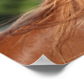 Bob Langrish | Kastanienarabischer Kopfschuss Poster (Ecke)