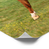 Bob Langrish | Kastanienbändchen Poster (Ecke)