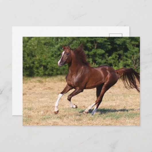 Bob Langrish | Kastanienbändchen Postkarte (Vorne/Hinten)