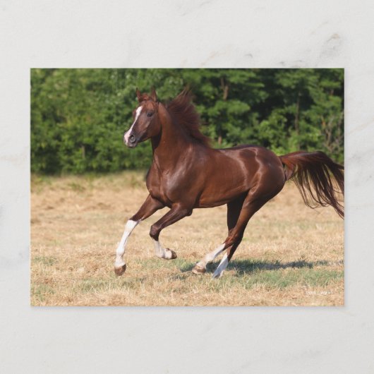 Bob Langrish | Kastanienbändchen Postkarte (Vorderseite)