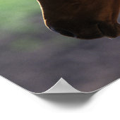 Bob Langrish | Kastanienfohlen-Hinterbeleuchtung K Poster (Ecke)