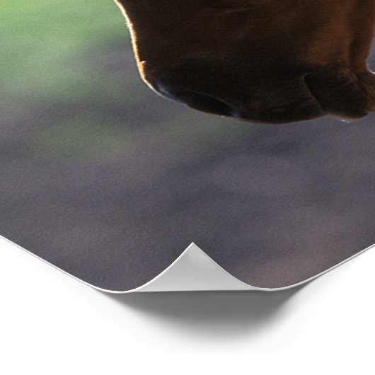 Bob Langrish | Kastanienfohlen-Hinterbeleuchtung K Poster (Ecke)