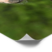 Bob Langrish | Kastanienfohlen Poster (Ecke)