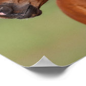 Bob Langrish | Kastanienfossilkopf Poster (Ecke)