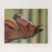 Bob Langrish | Kastanienfossilkopf Puzzle (Horizontal)