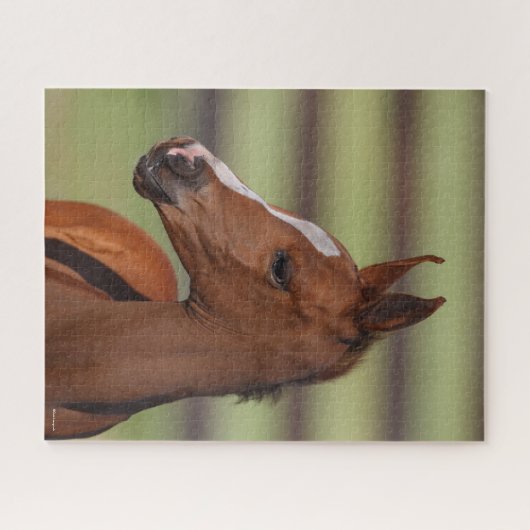 Bob Langrish | Kastanienfossilkopf Puzzle (Horizontal)