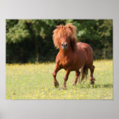 Bob Langrish | Kastanienhaie Pony Stallion Poster (Vorne)