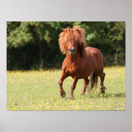 Bob Langrish | Kastanienhaie Pony Stallion Poster (Vorne)