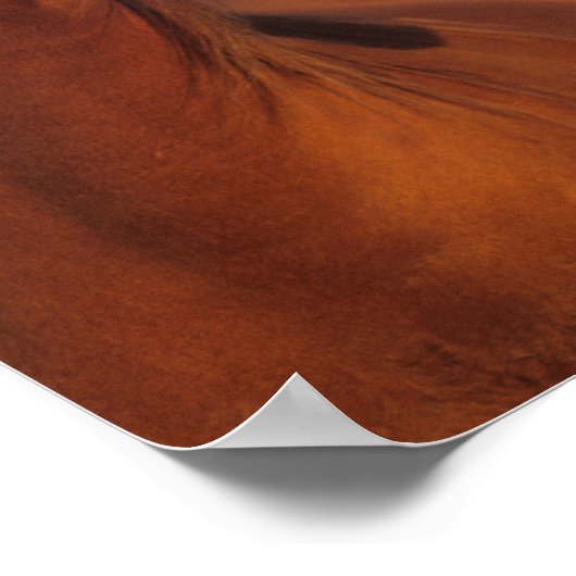 Bob Langrish | Kastanienkopfschock Poster (Ecke)