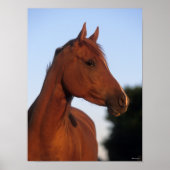 Bob Langrish | Kastanienkopfschock Poster (Vorne)