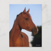 Bob Langrish | Kastanienkopfschock Postkarte (Vorderseite)