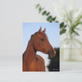 Bob Langrish | Kastanienkopfschock Postkarte (Stehend Vorderseite)