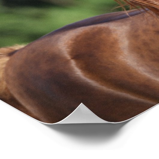 Bob Langrish | Kastanienkopfschuss Poster (Ecke)