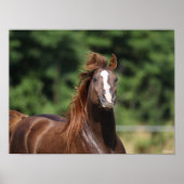 Bob Langrish | Kastanienkopfschuss Poster (Vorne)