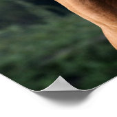 Bob Langrish | Kastanienkopfschuss Poster (Ecke)