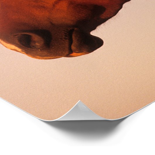 Bob Langrish | Kastanienkopfschuss Poster (Ecke)