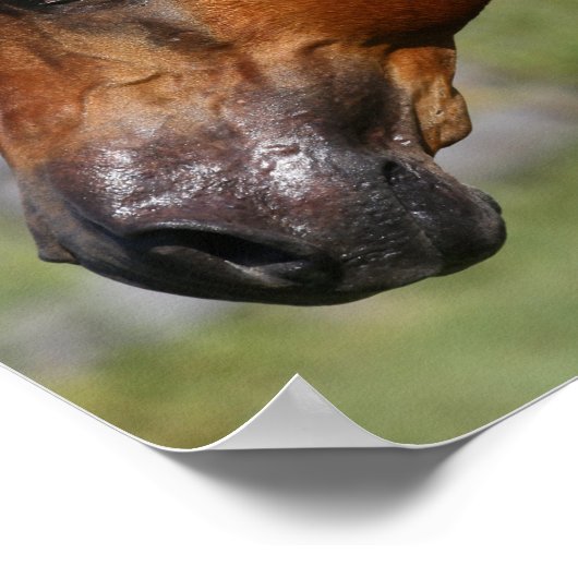 Bob Langrish | Kastanienkopfschuss Poster (Ecke)