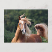 Bob Langrish | Kastanienkopfschuss Postkarte (Vorderseite)