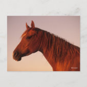 Bob Langrish | Kastanienkopfschuss Postkarte (Vorderseite)