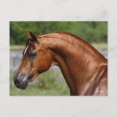 Bob Langrish | Kastanienkopfschuss Postkarte (Vorderseite)