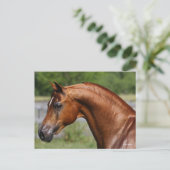 Bob Langrish | Kastanienkopfschuss Postkarte (Stehend Vorderseite)