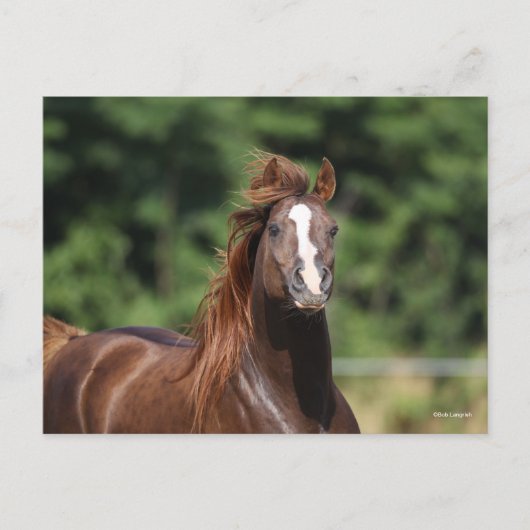 Bob Langrish | Kastanienkopfschuss Postkarte (Vorderseite)