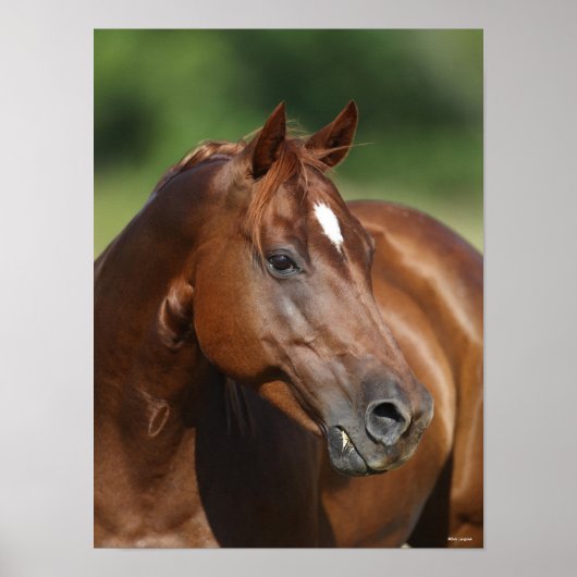 Bob Langrish Kastanienviertel Horse Mare Headshot Poster (Vorne)