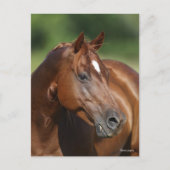 Bob Langrish Kastanienviertel Horse Mare Headshot Postkarte (Vorderseite)