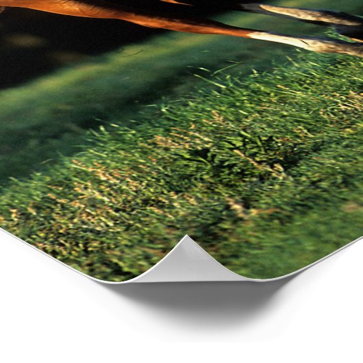 Bob Langrish | Kastanienwärmespinne läuft Poster (Ecke)