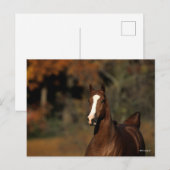 Bob Langrish | Kastanienwurzel Postkarte (Vorne/Hinten)