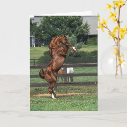 Bob Langrish | Kastanienzucht Karte (Gelbe Blume)