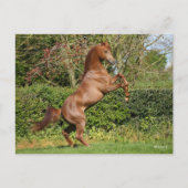 Bob Langrish | Kastanienzucht Postkarte (Vorderseite)