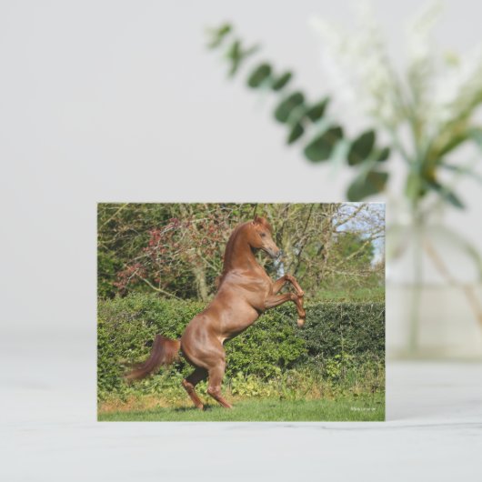 Bob Langrish | Kastanienzucht Postkarte (Stehend Vorderseite)