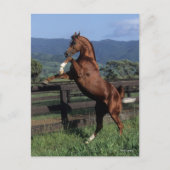 Bob Langrish | Kastanienzucht Postkarte (Vorderseite)