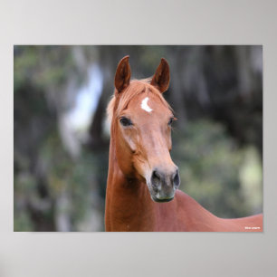 Bob Langrish   Kastanuss Oldenburg Headshot Poster
