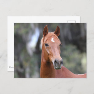 Bob Langrish   Kastanuss Oldenburg Headshot Postkarte