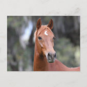 Bob Langrish | Kastanuss Oldenburg Headshot Postkarte (Vorderseite)