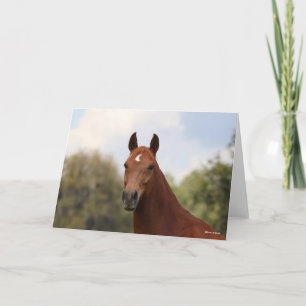 Bob Langrish   Kastanuss Oldenburg Karte