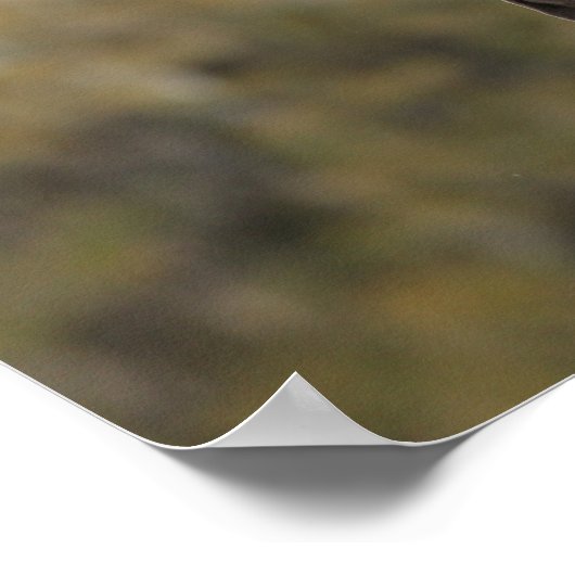 Bob Langrish | Kastanuss Oldenburg Poster (Ecke)