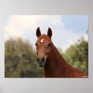 Bob Langrish   Kastanuss Oldenburg Poster