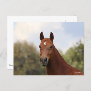 Bob Langrish   Kastanuss Oldenburg Postkarte