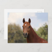 Bob Langrish | Kastanuss Oldenburg Postkarte (Vorne/Hinten)